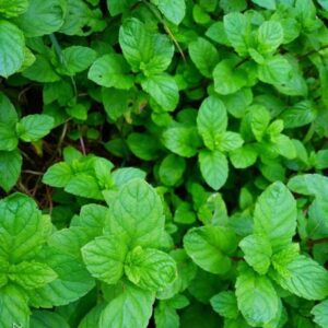 mint leaves