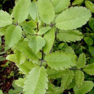 rananpala leaf powder