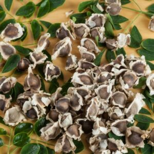 Moringa Seeds / మునగ గింజలు