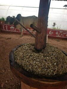 moringa seed oil
