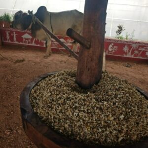 moringa seed oil
